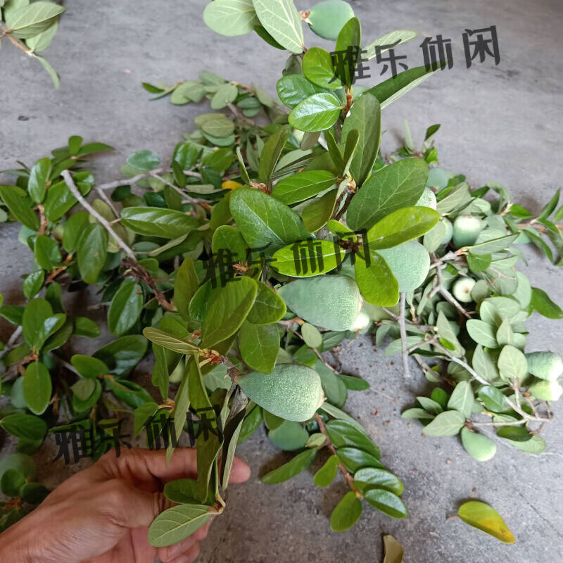 内廷上用  野生石壁薜荔藤奶母果鬼球木馒头木莲果薜荔果奶母果霹雳果