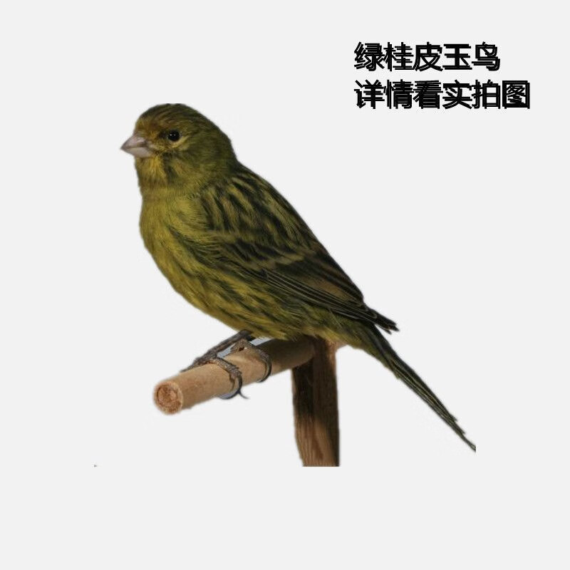 朴彩(pucai)观赏鸣唱鸟活物绿桂皮红桂皮鸟活体 绿桂皮公