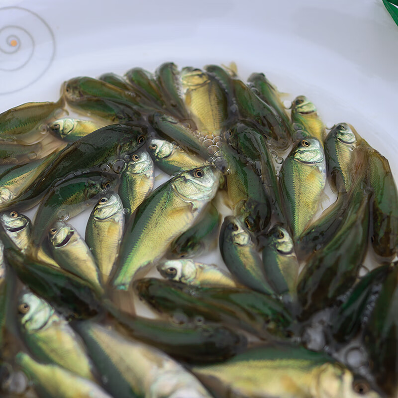 婷越岚鲤鱼鱼苗无甲无鳞养殖食用淡水鱼好养活冷水活体德国镜鲤大型裸