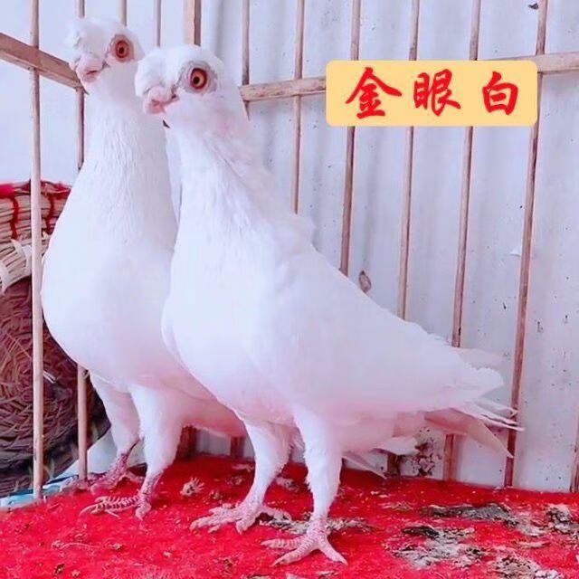 观赏鸽金眼白宠物鸽疆系豆眼白鸽子种鸽一对活体包活包健康 金眼白