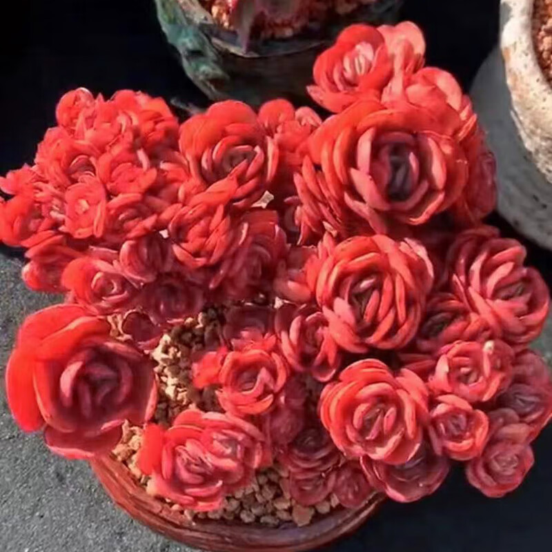 七抒大盆火焰秀妍多头老桩好养多肉植物办公室内花卉盆栽阳台 大颗