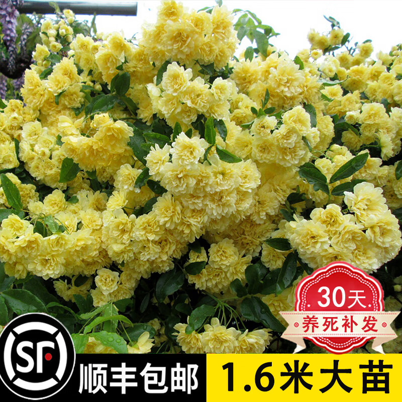 禾述【不活补发】木香花树苗爬藤四季开花特大苗耐寒盆栽地栽爬墙花卉 黄木香 特大苗（1.5-1.8米)当年开花爆满