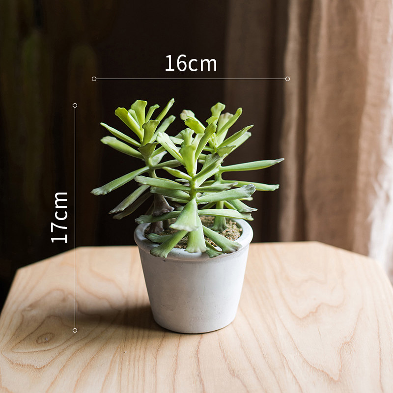 仿真多肉植物盆景神想曲玫瑰法师绿植装饰桌面摆件礼物 adroschus