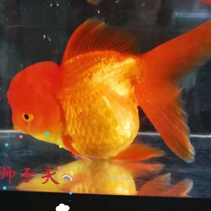 kjhgf红狮子头金鱼观赏鱼 红红火火威风凛凛霸气十足 两条 6-7cm