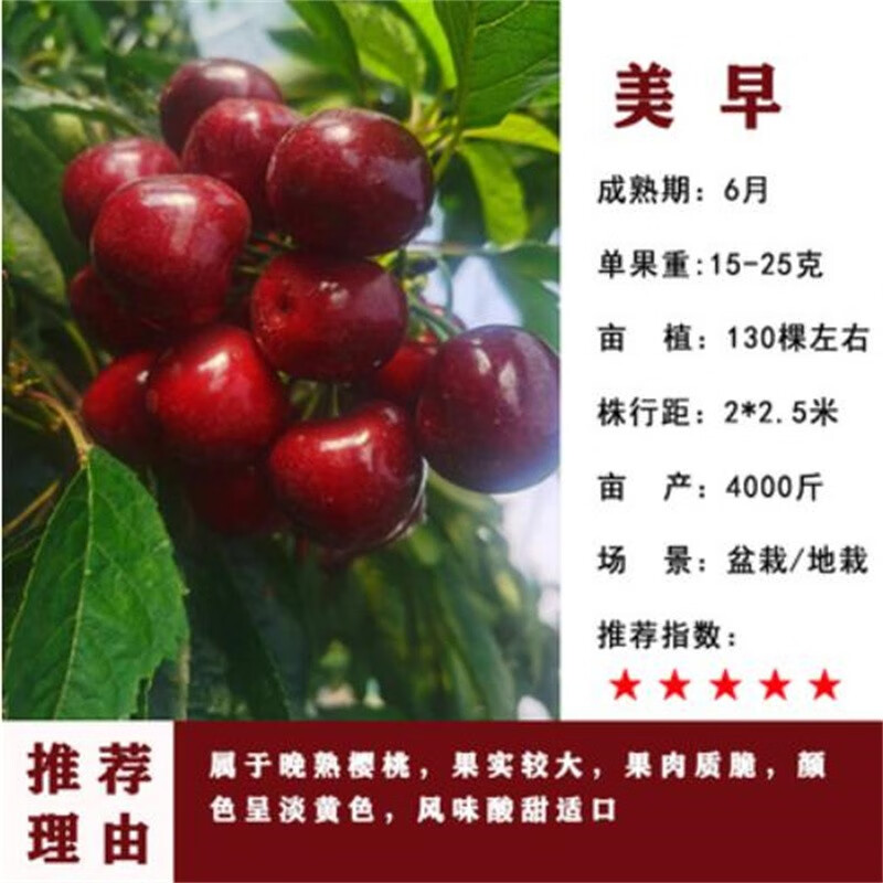 带土球樱桃苗 嫁接车厘子树苗盆栽地栽果树苗 庭院阳台别墅种植 美早