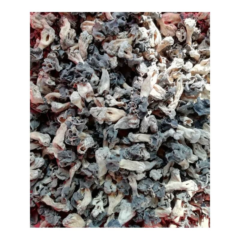 新疆巴楚蘑菇皱柄羊肚菌胡杨林皱柄菇巴楚菇干货特产500g 巴楚菇长1