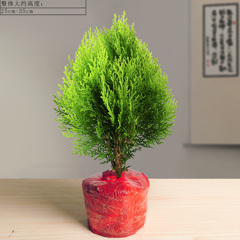 mojy柏树盆景黄金柏绿植室内花卉植物好养树苗易活盆栽 简装盆黄金柏