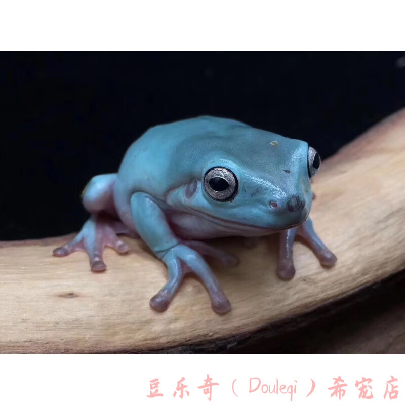 douleqi)进口精品老爷树蛙宠物姥爷活体黏黏蛙宠物蛙绿蓝姥爷树蛙全品