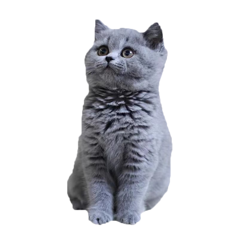 蒂瑞科纯种蓝猫纯种蓝猫小猫咪活体英国短毛猫宠物活体贵族蓝猫宠物猫 宠物级