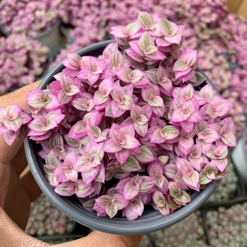 胭脂云盆栽群生多头多肉植物多彩肉肉组合盆栽 胭脂云8cm小盆 不含盆