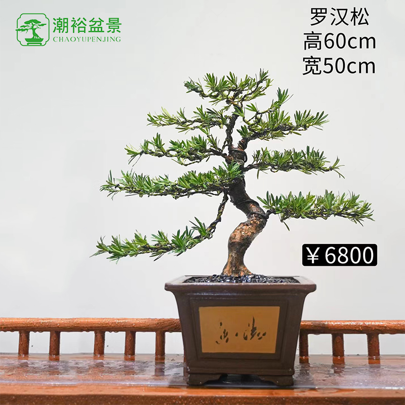 潮裕盆景小叶雀舌金钻罗汉松盆景造型绿植植物室内老桩花卉小盆栽庭院