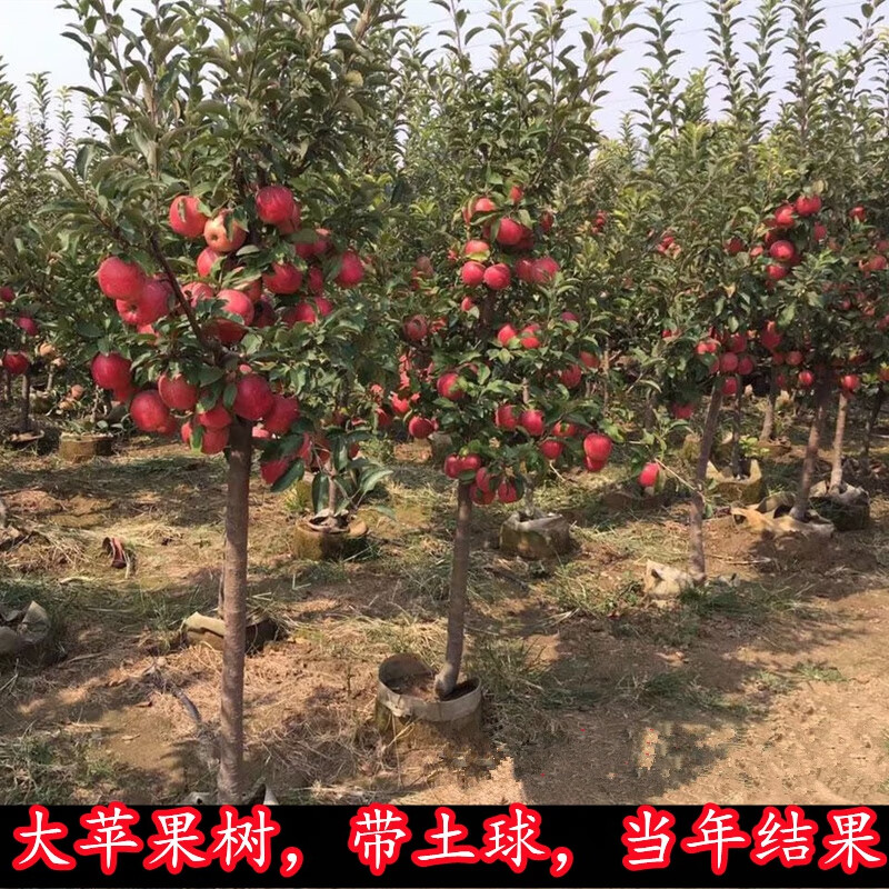 苹果树果苗嫁接红富士冰糖心特大盆栽地栽南方北方种植带土苹果苗 4