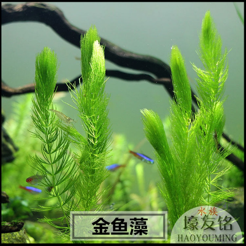 蜈蚣草 相关京东优惠商品 7 价格图片品牌优惠券 虎窝购