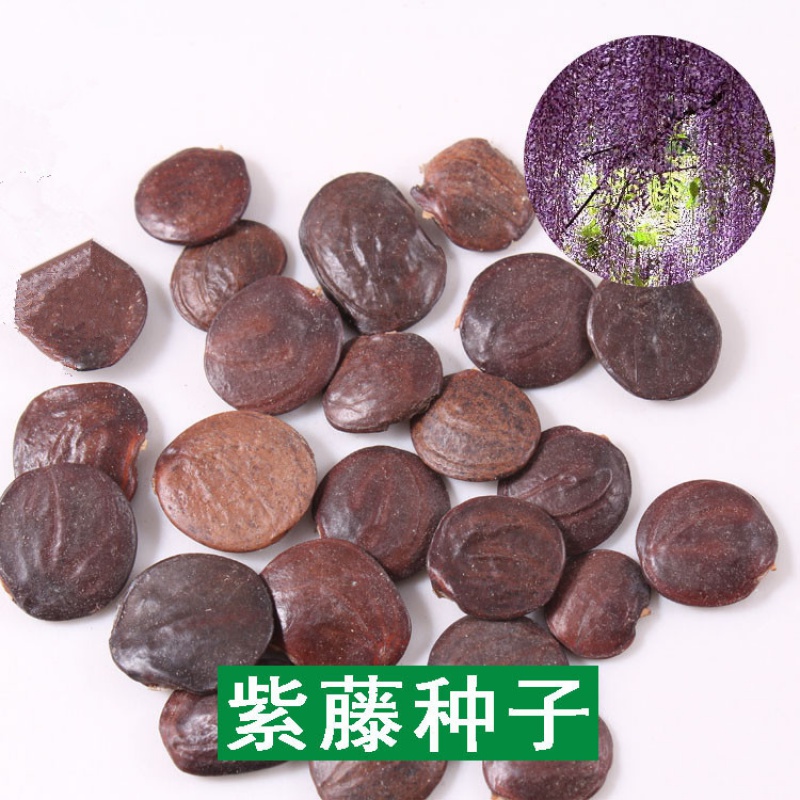 多花攀援花卉爬藤植物庭院阳台攀爬爬墙花苗四季开花 紫藤种子20粒 不