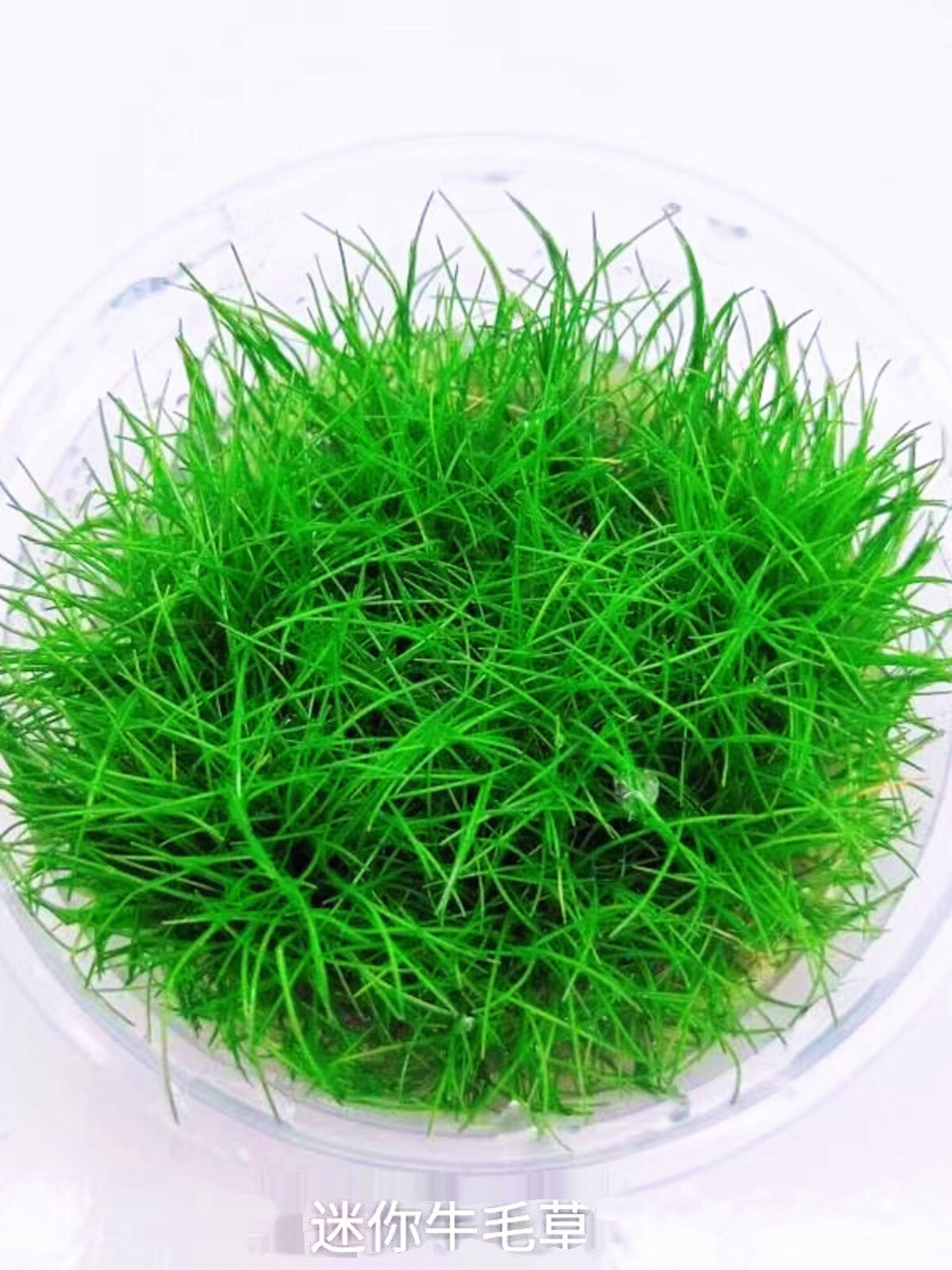 虹弦见迷你牛毛水草活体鱼缸造景爬地矮珍珠牛毛毡天湖葵水草套餐前景