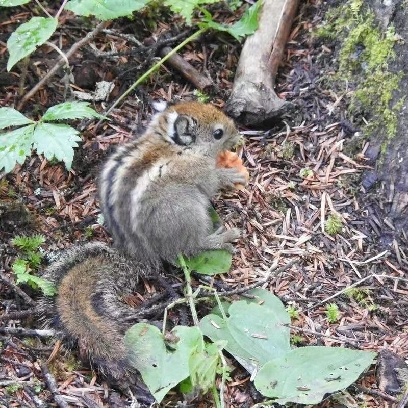 松鼠活宠幼鼠金花松鼠幼崽包邮现货送牵引绳粮食 金花松鼠(公)