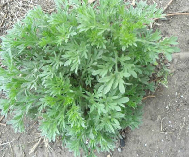 【官方旗舰】精选天然现摘挖新鲜野菜白蒿二月茵陈蒿根苗食材 500g