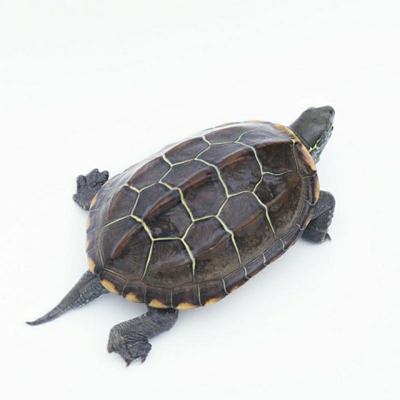 好评率:96%布兰格迪 乌龟活体中华草龟外塘草龟小观赏龟水龟金线龟