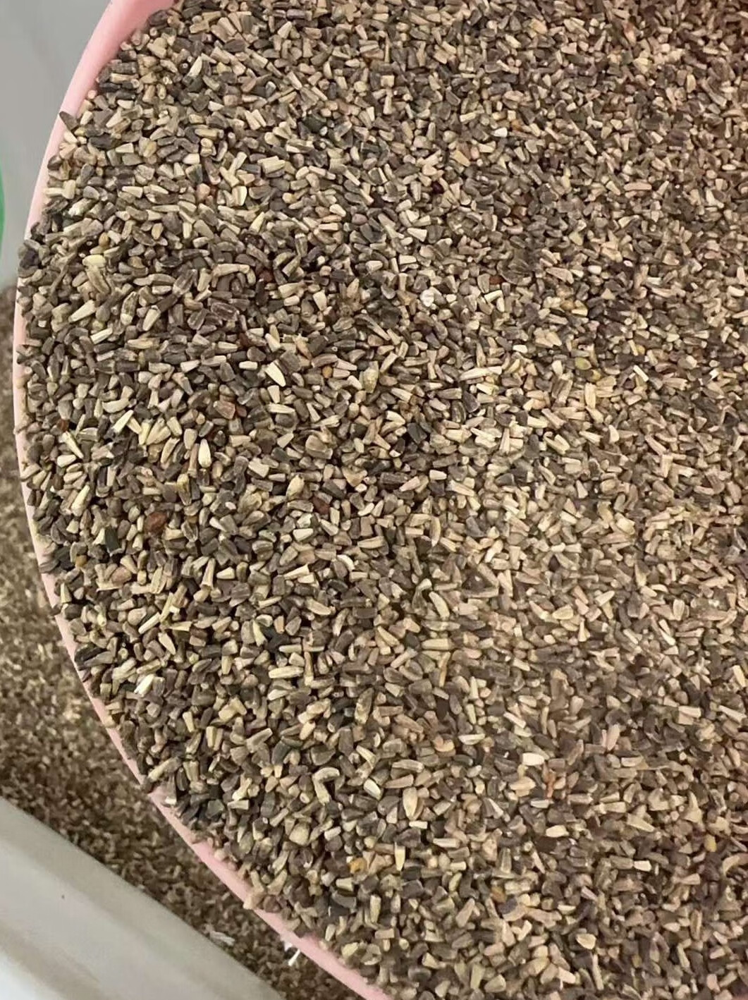 芗苒大叶菊苣种子牧草种籽籽 大叶菊苣种子一斤