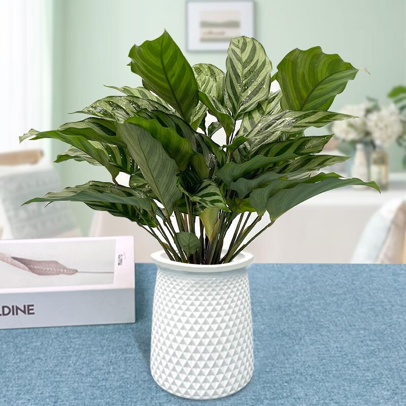 华煜翠叶竹芋花卉盆栽室内办公桌盆栽绿植 翠叶竹芋1盆(含盆)