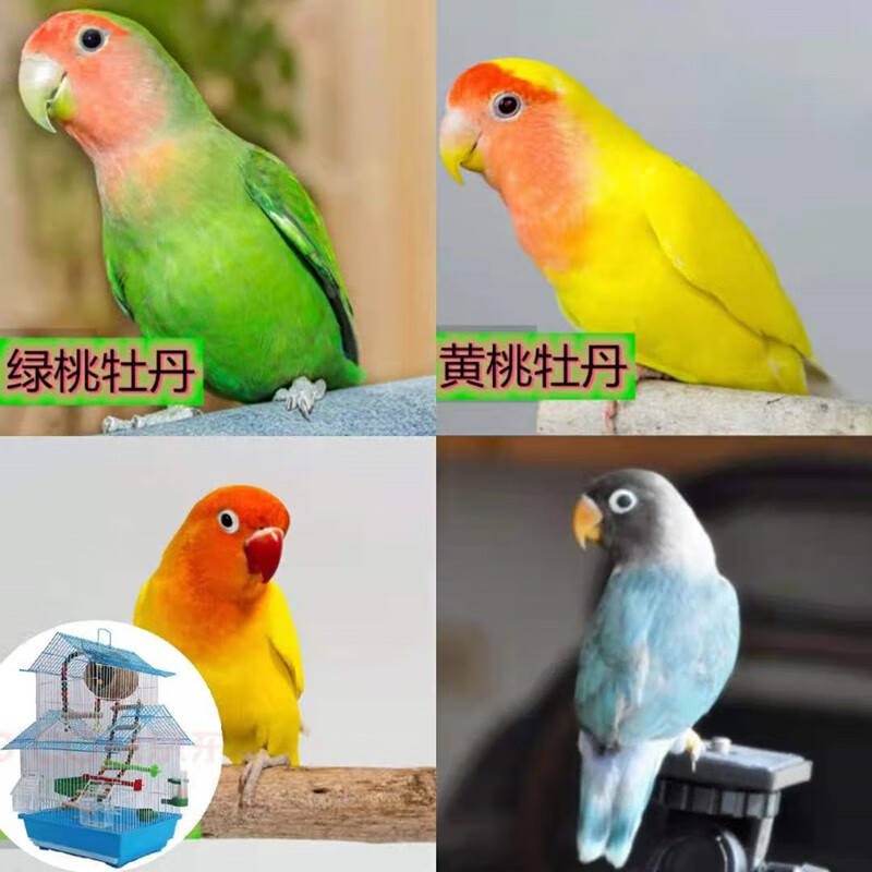 豪蚨牡丹鹦鹉活体宠物鸟玄凤黄桃黄化玄凤小太阳活体和尚鹦鹉说话豪蚨