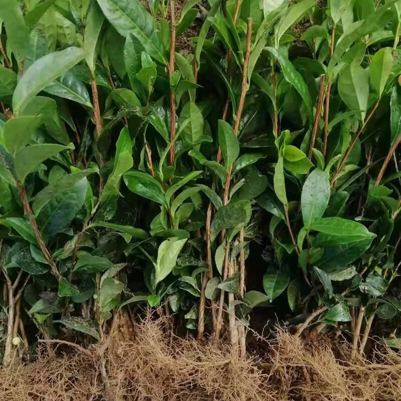 正宗茶叶苗 龙井茶叶苗 绿茶苗铁观音茶苗白茶树苗毛尖茶苗 4年苗龙井