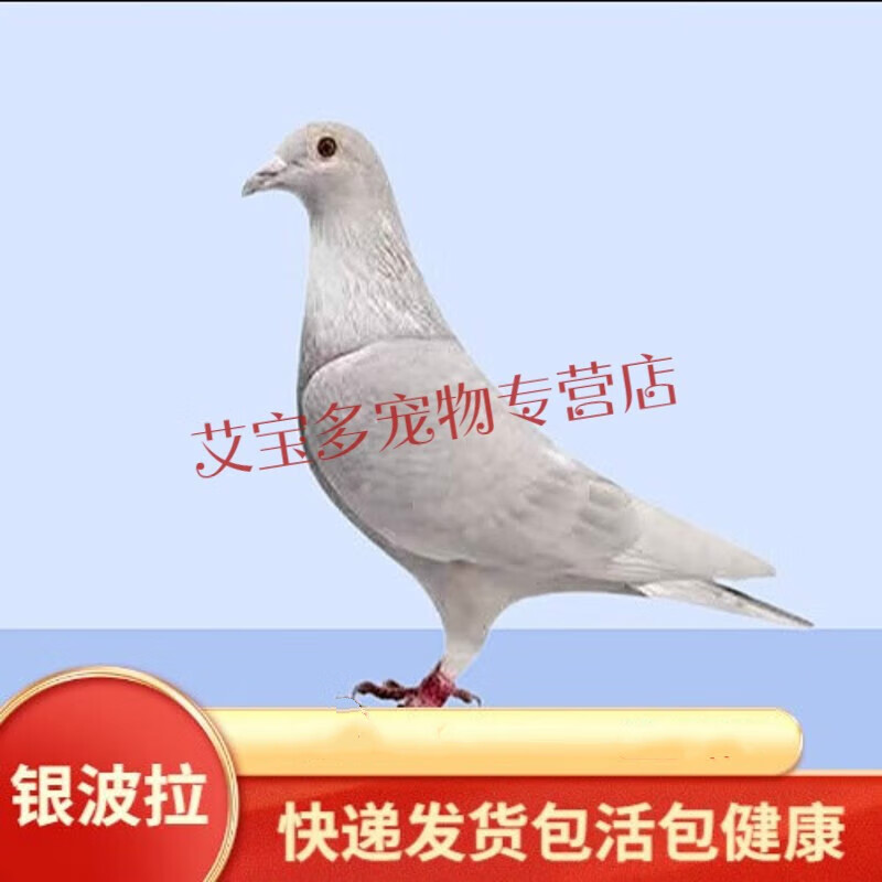 银色波拉5000信鸽血统鸽异色鸽蓝色鸽子成年种鸽青年鸽一对纯银鸽