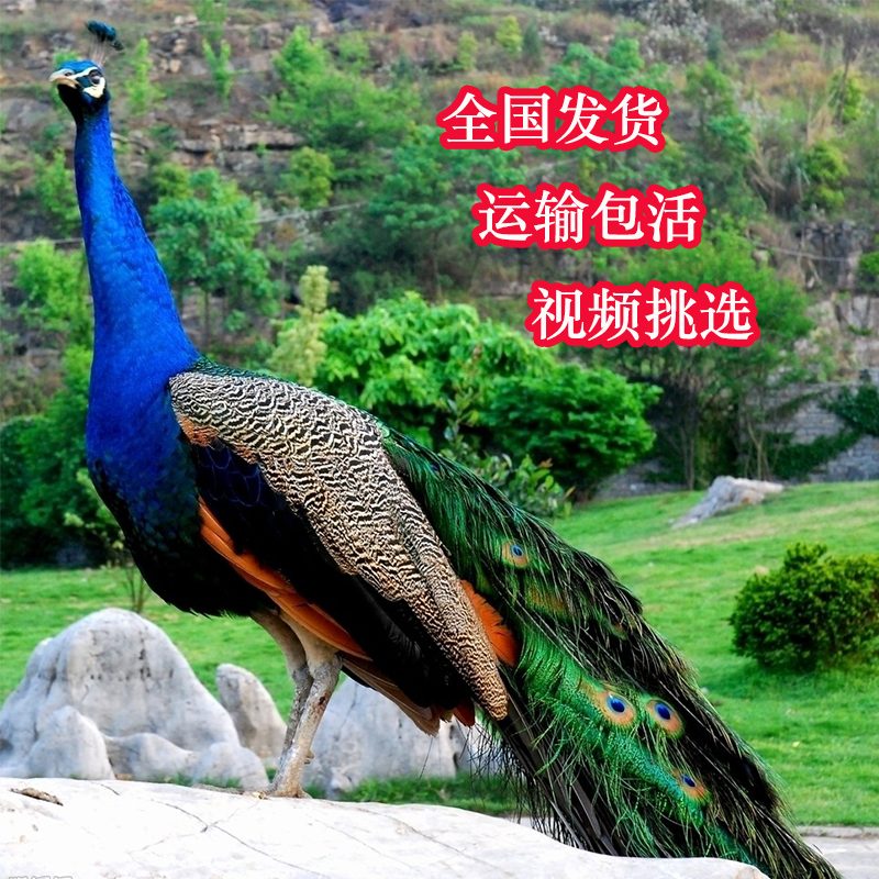 孔雀活体孔雀苗公母一对孔雀苗 幼鸟活孔雀 观赏蓝白孔雀