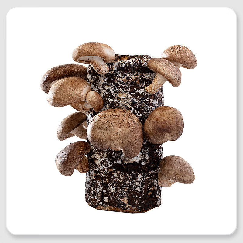 超级菇菇生态箱家用智能蘑菇种植淄博香菇室内全自动菌菇培养 香菇