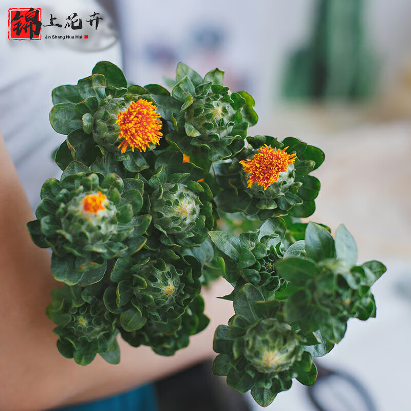 锦上花卉橙菠萝鲜花云南昆明斗南直发 橙菠萝15-20头