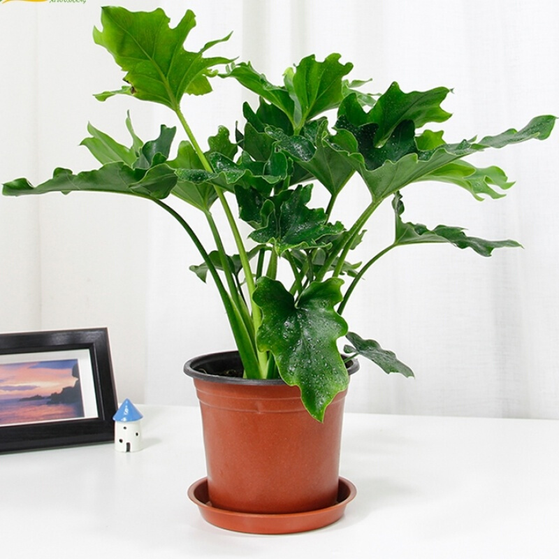 春芋盆栽 春羽绿植阳台客厅土培观叶植物室内客厅 原装塑料盆装 带