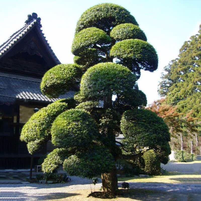 罗汉松大树罗汉松树苗造型罗汉松罗汉松树桩盆景迎客松圣诞树自然型 9公分精品造型高2米以上（2年树） 地径10公分高约3米 不含盆