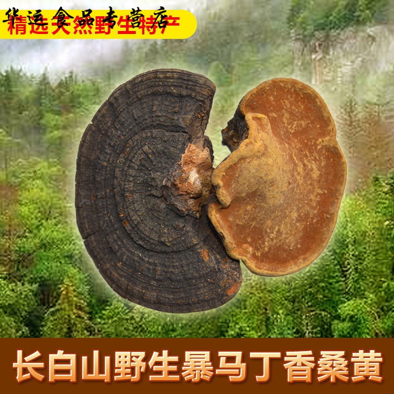 灵芝 长白山桑黄暴马丁桑黄鲍氏层孔菌暴马丁香桑黄泡酒年货 野生暴
