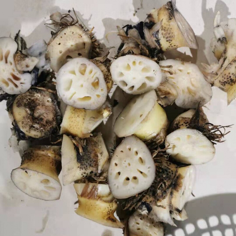 虎钢馋新鲜藕节现货现发鲜藕节老藕节莲藕节蔬菜 500g