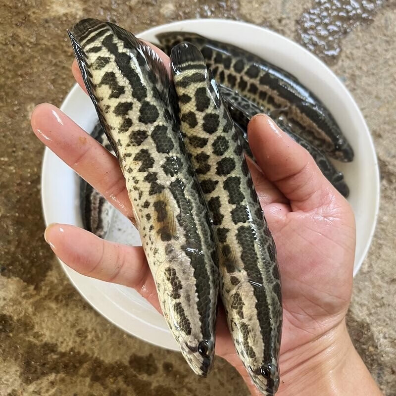 jypet黑鱼乌鱼淡水养殖生鱼活体乌鳢财鱼斑鱼特大好养凶猛冷水观赏鱼