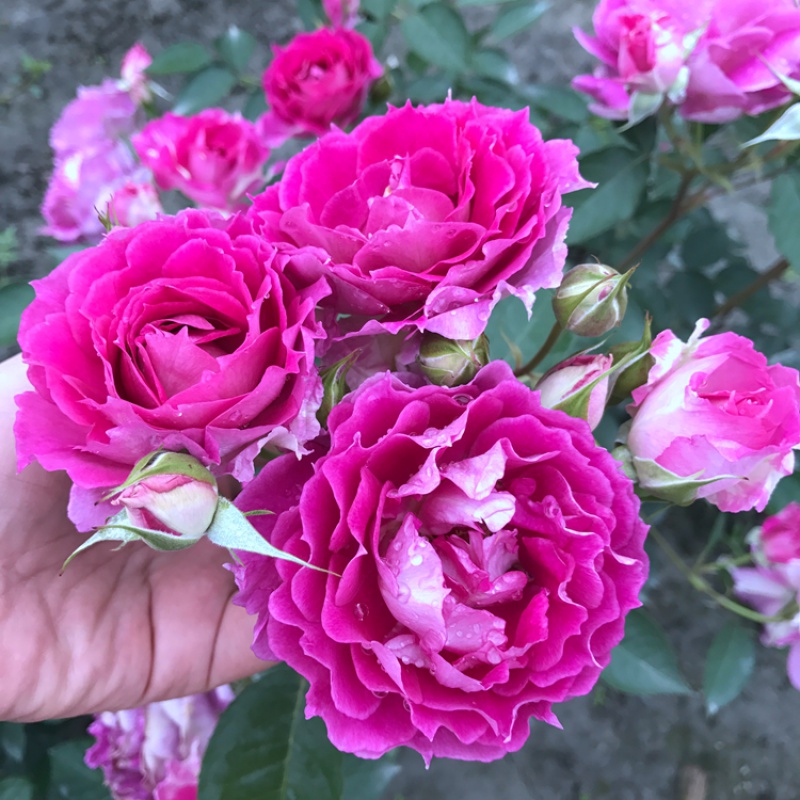 果汁阳台棒棒糖树状月季花树苗阳台庭院浓香绿植物 天方夜谭1.