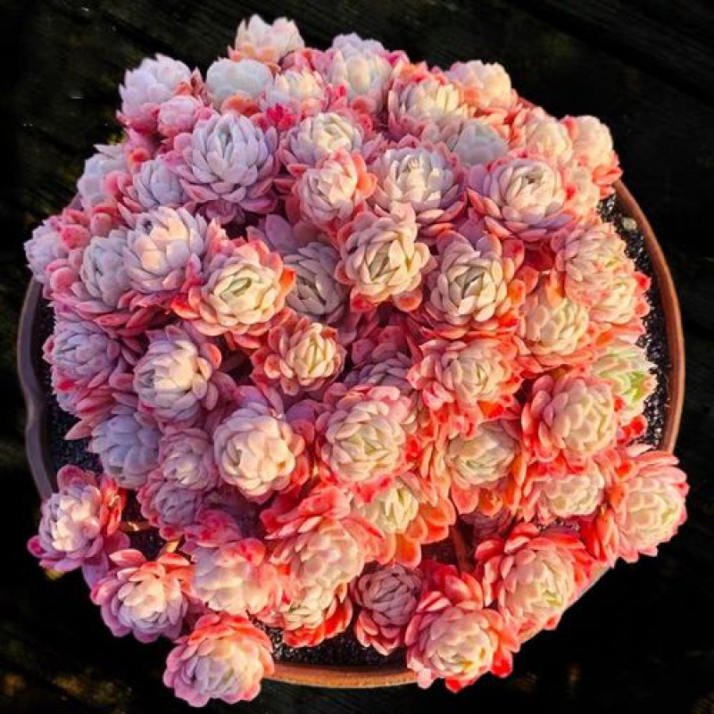 阑兮阁多肉植物老桩特大捧花 胭脂贝瑞[群生多头15cm左右] 不含盆