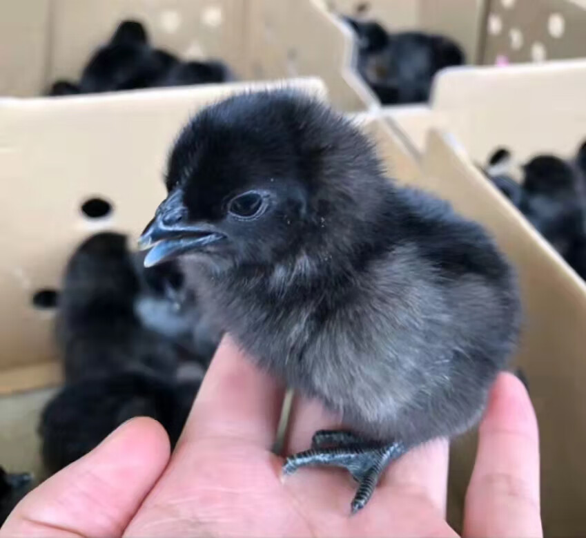 约巢纯种五黑鸡苗高产绿壳蛋鸡苗五黑一绿鸡苗小鸡黑鸡苗小鸡批发活物
