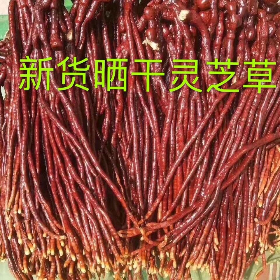 尔娅贝鹿角灵芝500克长白山半野生灵芝草泡酒煲汤佛手多规格 100克大