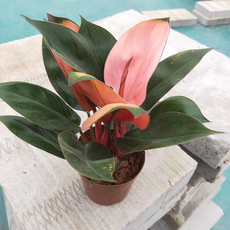 倾颜粉公主盆栽粉钻多年生彩色植物好养室内客厅绿植观叶花卉 粉公主