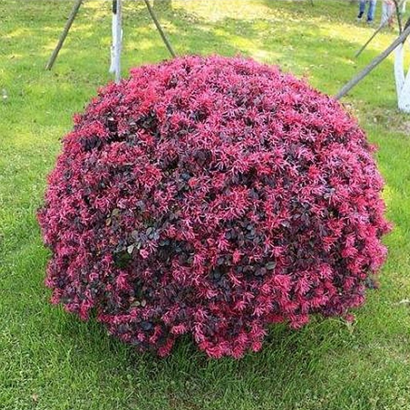 滨淇红花继木球四季常青绿化苗木绿篱花卉植物/50-60厘米冠幅球1棵