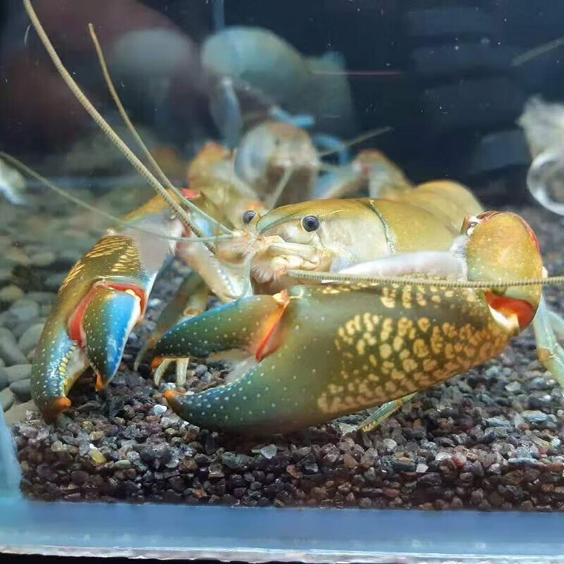 荣郁 荣郁 原生天空蓝魔鳌虾观赏虾淡水活体大型冷水耐活火山破坏者宠