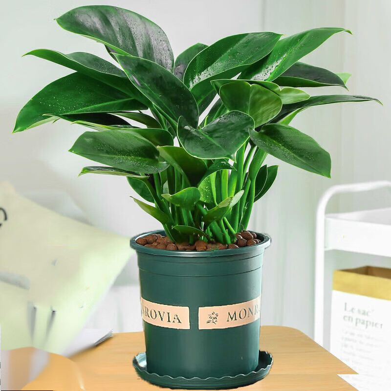 元井 大叶金钻盆栽室内大型客厅万年青绿植物 15-20厘米高金钻一棵多