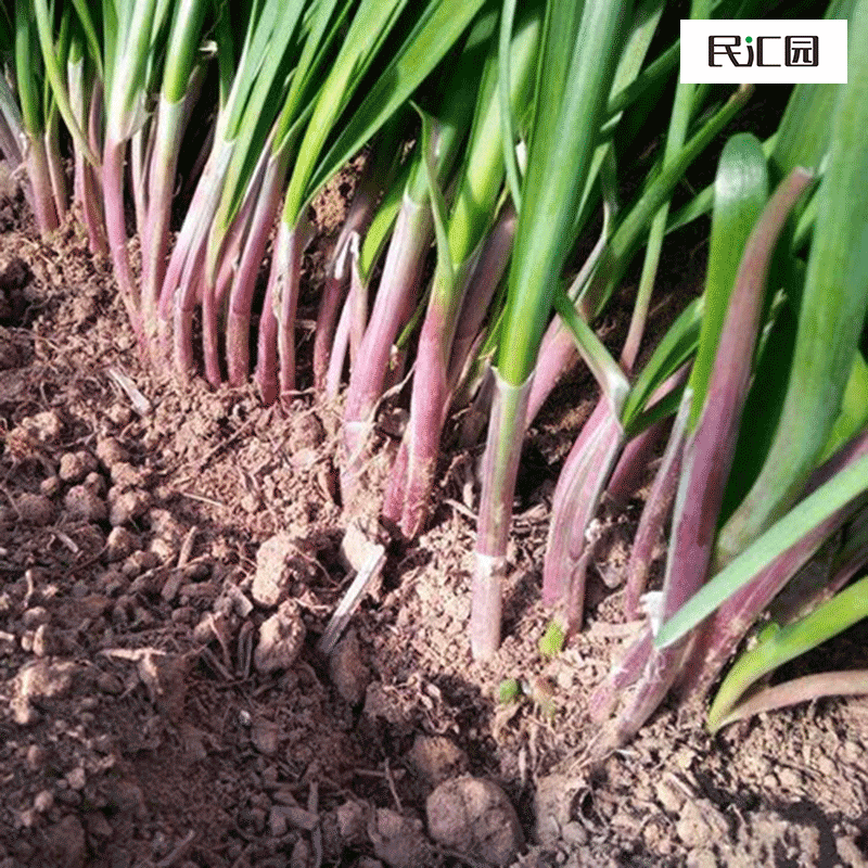 民汇园紫根韭菜种子四季宽叶耐寒紫根韭菜种子割茬多次独根红韭菜种子