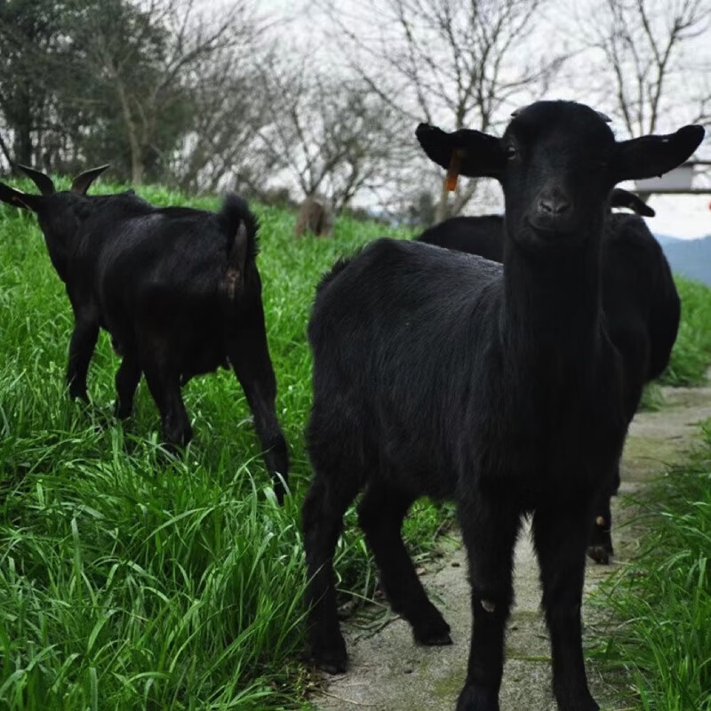 纯种努比亚黑山羊苗小羊羔活羊头胎怀孕母羊小耳朵黑山羊公羊 黑色三