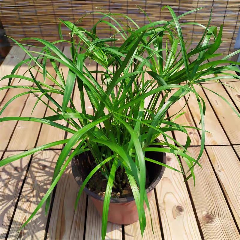 clcey水竹旱伞草风车草水生水养植物水培竹子鱼缸池塘造景盆栽龟水竹