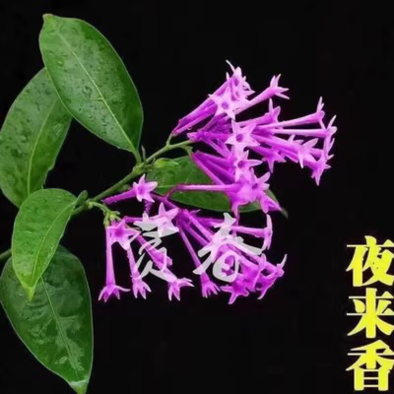 夜来香树苗九里香盆栽植物室内外阳台花庭院驱蚊四季开花好养易活