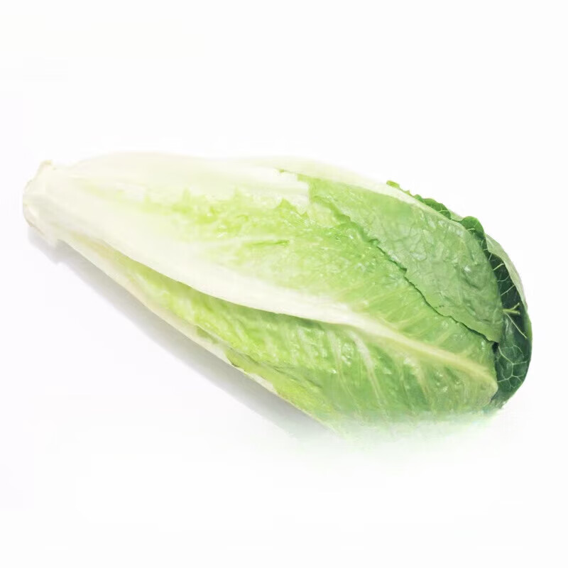十里馋新鲜包心罗马 500g嫩罗马罗纹生菜凯撒包罗马蔬菜 500g