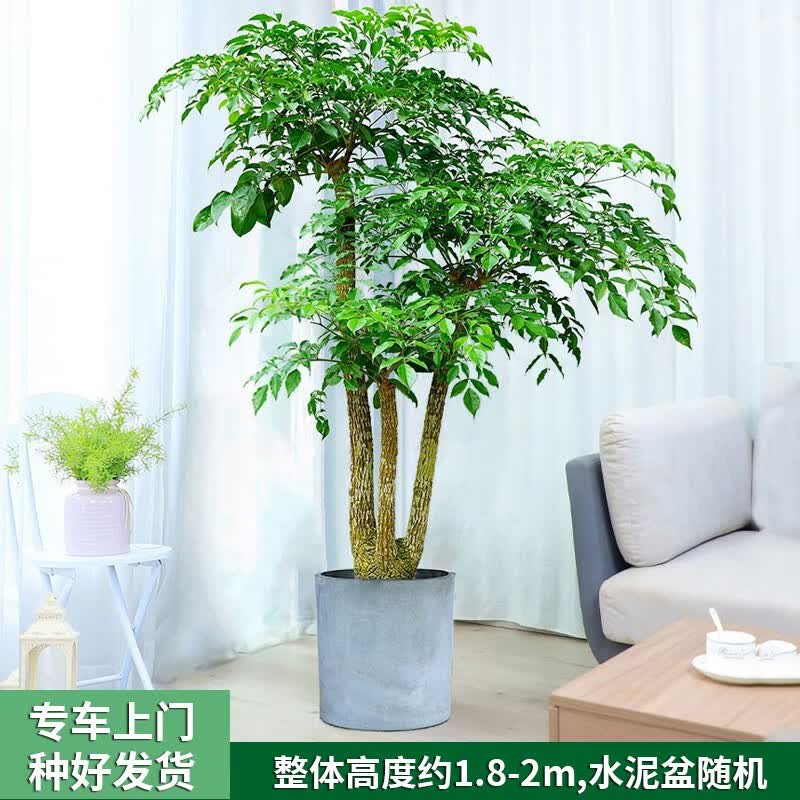 Only you【两小时达】绿宝造型双层幸福树大型盆栽富贵室内乔迁开业送礼 三叉富贵树A怎么样,好用不?