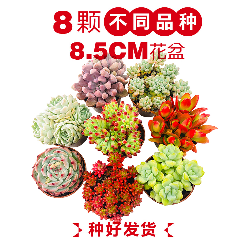 壹分皿多肉植物一整箱含盆带土新手套餐组合盆栽套装萌肉肉植物星辰